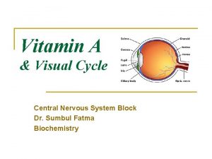 Vitamin A Visual Cycle Central Nervous System Block