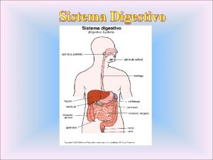 Sistema Digestivo El cuerpo humano desarrolla diariamente una