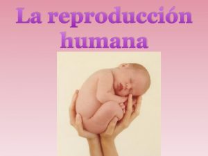 La reproduccin humana LA REPRODUCCIN SEXUAL Los machos