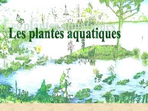 Hydrophytes flottantes non enracines TYPES DE MACROPHYTE DEAU