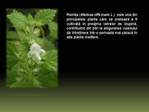 Roinia Melissa officinalis L este una din principalele