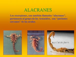 ALACRANES Los escorpiones son tambin llamados alacranes pertenecen