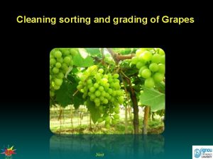 Cleaning sorting and grading of Grapes Next Cleaning
