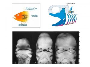 MASTICATORY MUSCLES n V 3 n MANDIBULARIS derivates