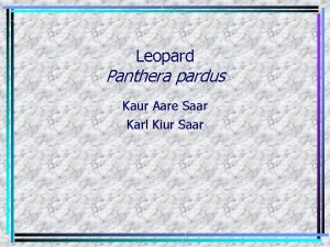 Leopard Panthera pardus Kaur Aare Saar Karl Kiur