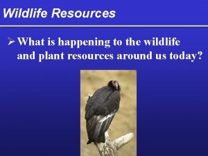 Wildlife Resources What is happening to the wildlife