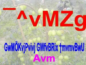 Avaywb K Kzji DbZ ev Mvb eevcbv 2