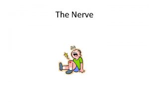 The Nerve 1 Nucleus 1 Nucleus 2 Nissl