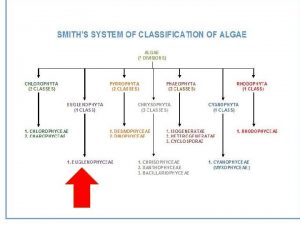 Division Euglenophyta The principal Characteristics of the Euglenophyta