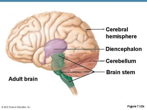 Cerebral hemisphere Diencephalon Cerebellum Brain stem Adult brain