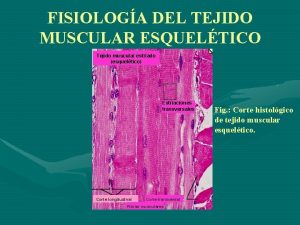 FISIOLOGA DEL TEJIDO MUSCULAR ESQUELTICO Tejido muscular estriado