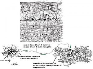 5 umsec La crescita di un neurite determinata