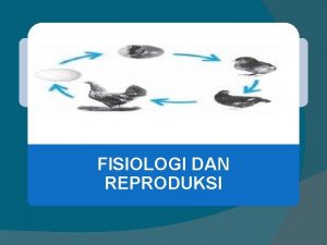 FISIOLOGI DAN REPRODUKSI SISTEM REPRODUKSI JANTAN Sepasang Testes