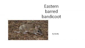Eastern barred bandicoot By Amelia Eastern Barred bandicoot