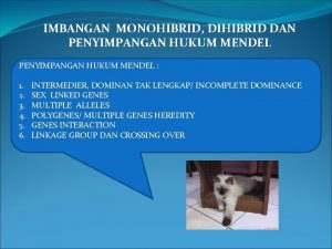 IMBANGAN MONOHIBRID DIHIBRID DAN PENYIMPANGAN HUKUM MENDEL 1