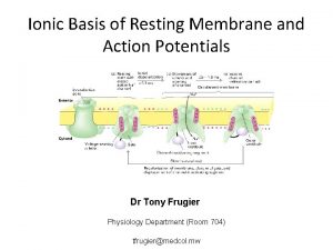 Ionic Basis of Resting Membrane and Action Potentials