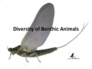 Diversity of Benthic Animals Categories of Benthic Animals