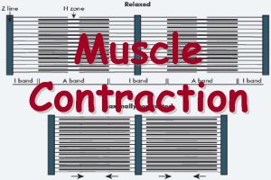 Muscle Contraction Connective Tissue Epimysium Perimysium Endomysium surrounds