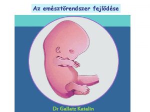 Az emsztrendszer fejldse Dr Gallatz Katalin 4 HT