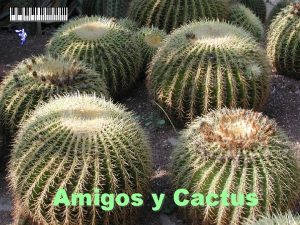 Amigos y Cactus Hola soy la amistad vengo