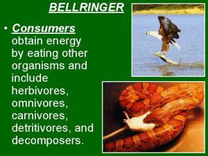 BELLRINGER Consumers obtain energy by eating other organisms