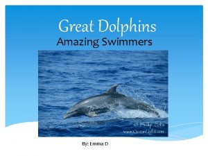 Great Dolphins Amazing Swimmers By Emma D Introduction