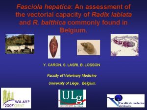 Fasciola hepatica An assessment of the vectorial capacity