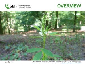 OVERVIEW July 2017 White sweet clover Melilotus albus