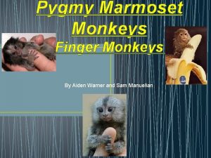 Pygmy Marmoset Monkeys Finger Monkeys By Aiden Warner