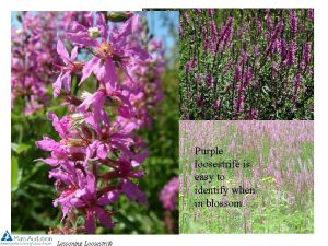 Purple loosestrife is easy to identify when in
