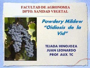 FACULTAD DE AGRONOMIA DPTO SANIDAD VEGETAL Powdery Mildew