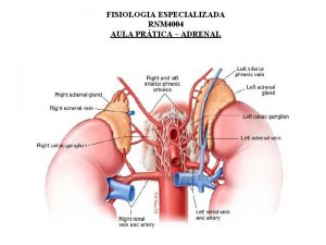 FISIOLOGIA ESPECIALIZADA RNM 4004 AULA PRTICA ADRENAL FISIOLOGIA