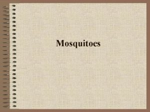 Mosquitoes More than 3000 species of mosquitoes have