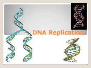 DNA Replication 1DNA is capable of replicating itself