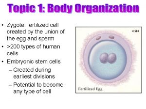 Zygote fertilized cell created by the union of