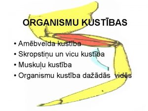 ORGANISMU KUSTBAS Ambveida kustba Skropstiu un vicu kustba