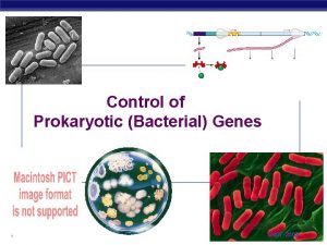 Control of Prokaryotic Bacterial Genes AP Biology 2007