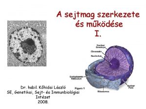 A sejtmag szerkezete s mkdse I Dr habil