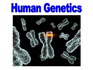 Homunculus How is heredity passed on Spermist vs