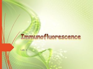 Immunofluorescence Lab 6 2 Immunofluorescence It is a