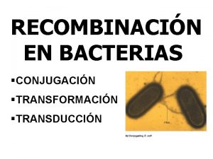 RECOMBINACIN EN BACTERIAS CONJUGACIN TRANSFORMACIN TRANSDUCCIN RECOMBINACIN EN