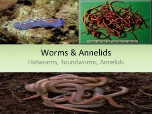 Worms Annelids Flatworms Roundworms Annelids Flatworms Flatworms are
