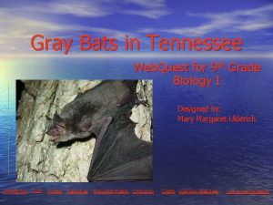 Gray Bats in Tennessee Web Quest for 9