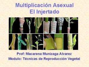 Multiplicacin Asexual El Injertado Prof Macarena Munizaga Alvarez