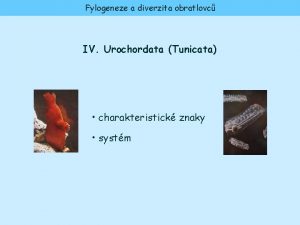 Fylogeneze a diverzita obratlovc IV Urochordata Tunicata charakteristick