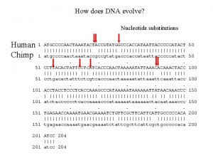 How does DNA evolve Nucleotide substitutions Human Chimp