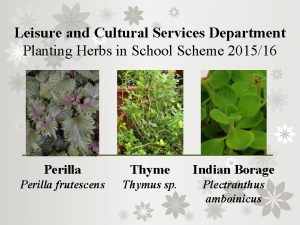 Leisure and Cultural Services Department Planting Herbs in