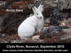 Arctic Hare Clyde River Nunavut September 2010 Photos