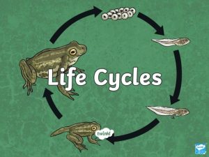 Contents What is a Lifecycle Insects Mammals Birds