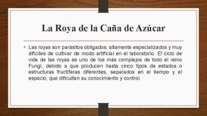 La Roya de la Caa de Azcar Las